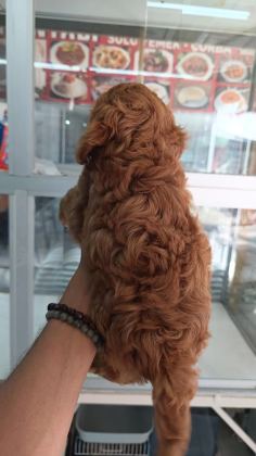 İrk Ve Sağlik Garantili Maltipoo Yavrumuz