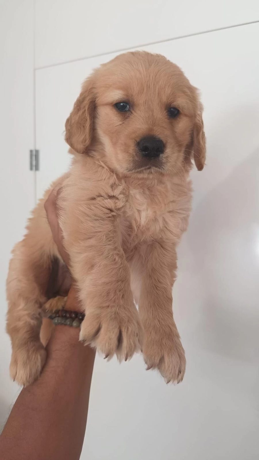 İrk Ve Sağlik Garantili Golden Retriever Yavru