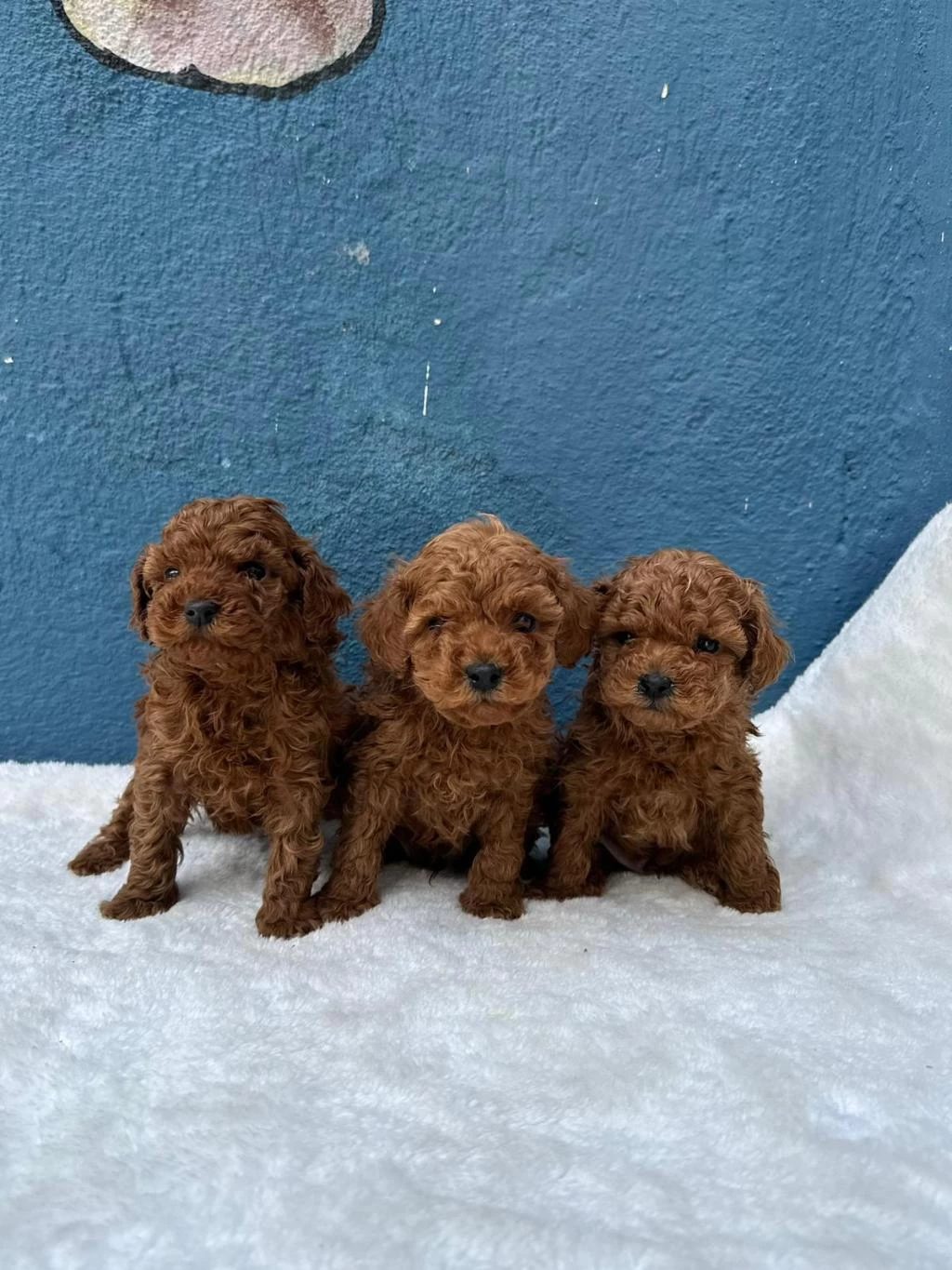Ruhsatli Çiftlikten Toy Poodle Bebekler