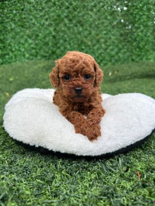 ANATOMİ HARİKASİ POODLE BEBEKLER