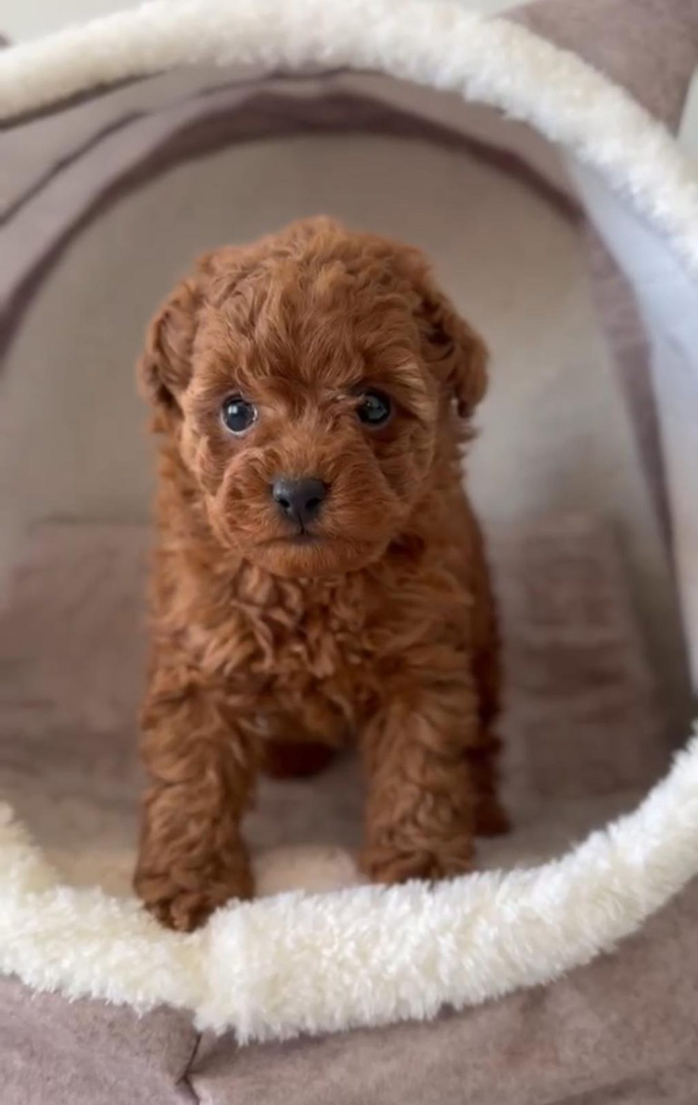 RUHSATLI ÇİFTLİKTEN TOY POODLE BEBEKLER
