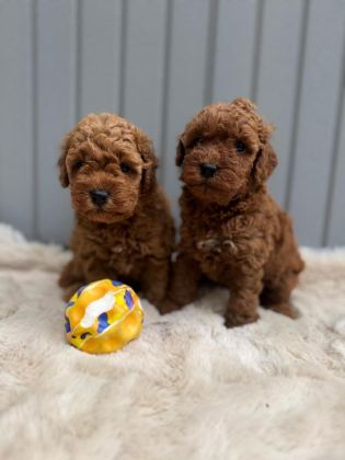 MİNİK TOY POODLE BEBEKLER