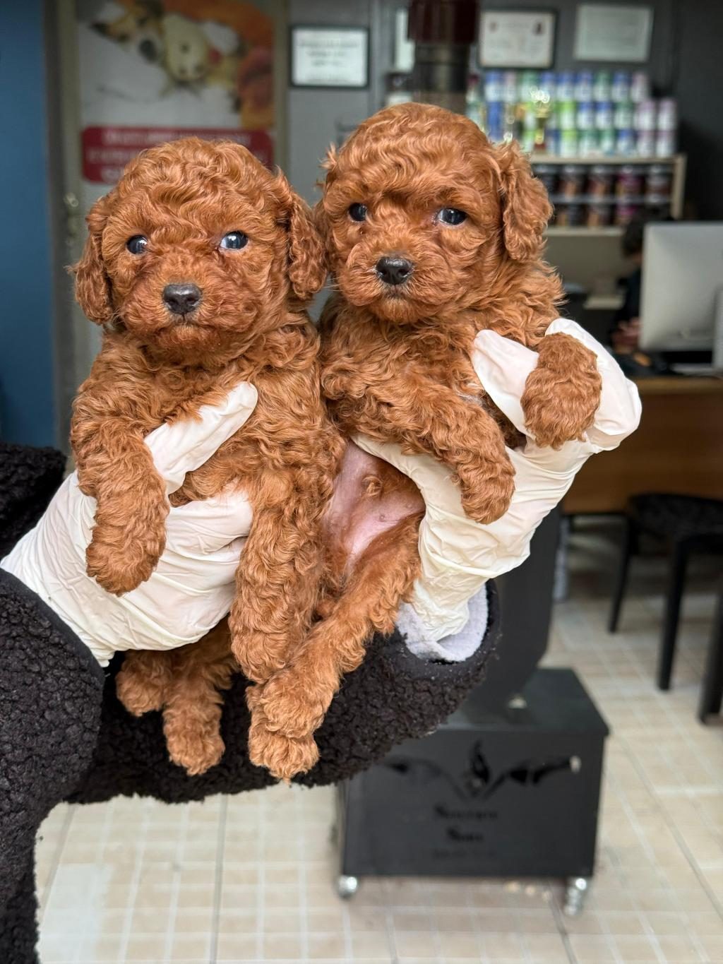 MİNİK TOY POODLE BEBEKLER