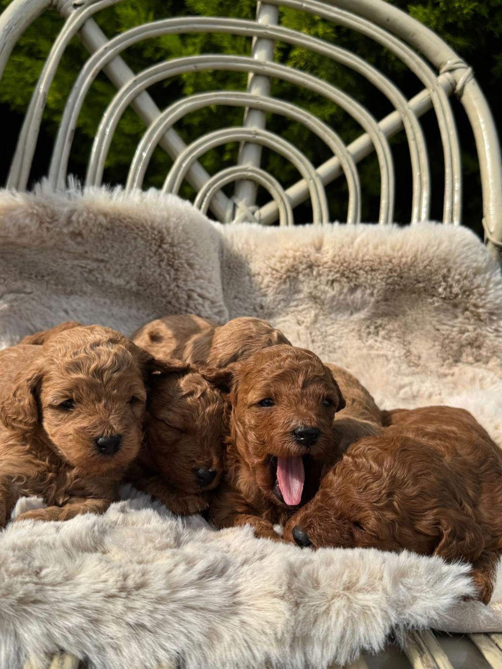 ERKEK DİŞİ POODLE BEBEKLER