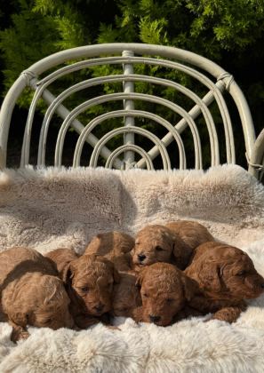 ERKEK DİŞİ POODLE BEBEKLER