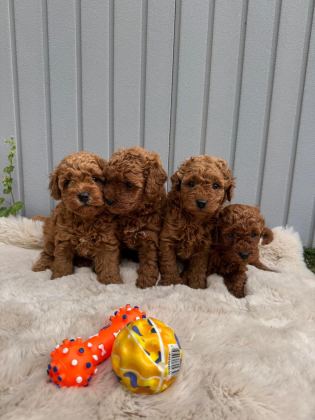 MİNİK TOY POODLE BEBEKLER