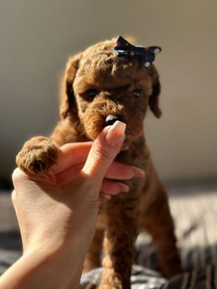 EN İYİSİNDEN ERKEK DİŞİ POODLE BEBEKLER