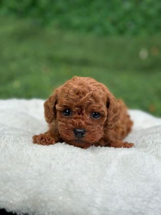ANATOMİ HARİKASİ POODLE BEBEKLER