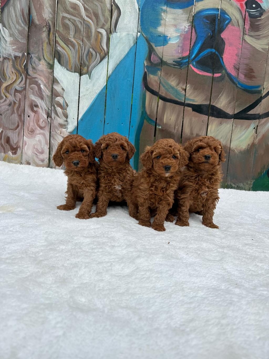 ANATOMİ GÜZELİ POODLE BEBEKLER
