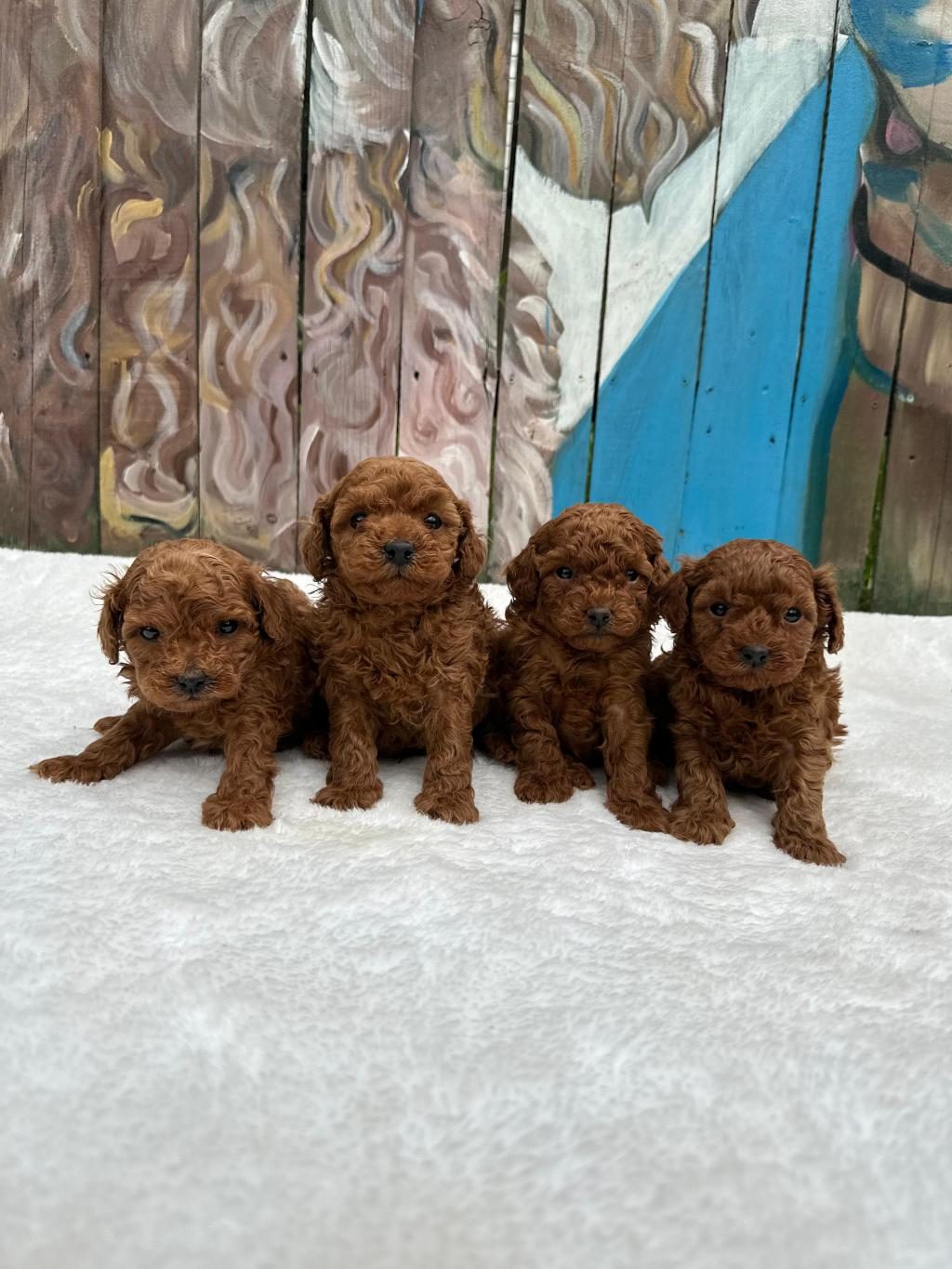 SEVİMLİ TOY POODLE YAVRULAR