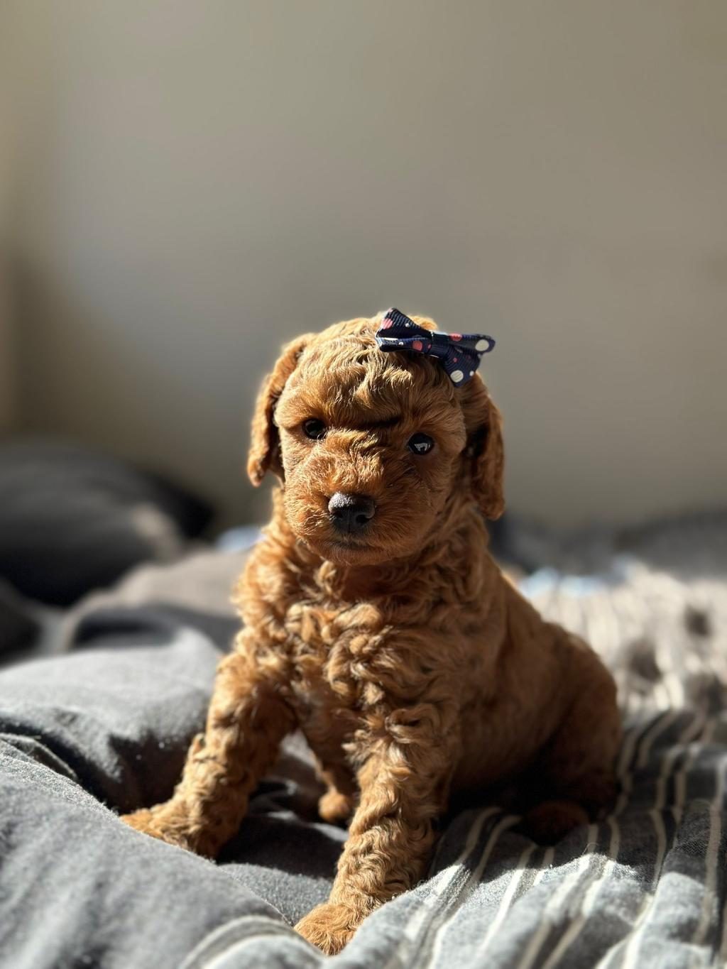 EN İYİSİNDEN ERKEK DİŞİ POODLE BEBEKLER
