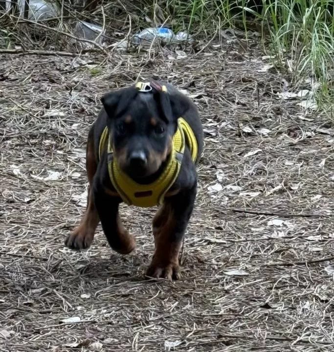 Karakterli Ve Formda Doberman Yavrusu