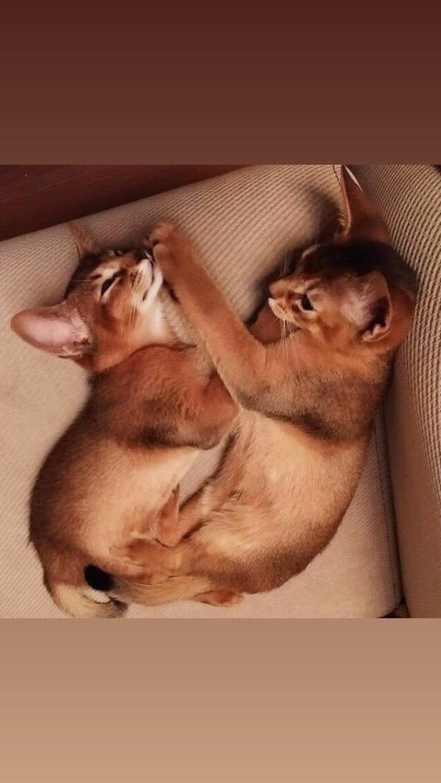 SAFKAN ANNE VE BABALARIMIZDAN MÜKEMMEL HABEŞ KEDİLERİ
