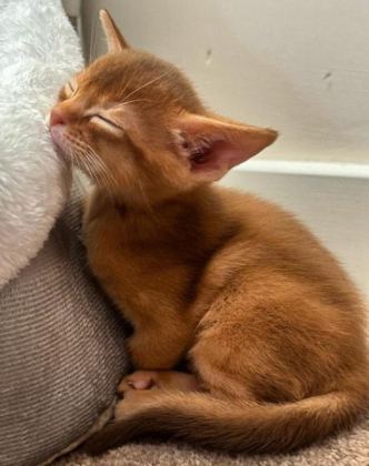 SAFKAN EBEVEYNLERDEN HER RENK HABEŞ KEDİSİ YAVRULAR