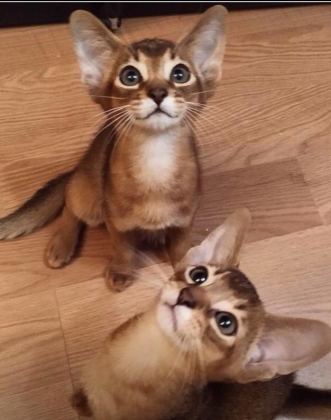 SAFKAN ANNE VE BABALARIMIZDAN MÜKEMMEL HABEŞ KEDİLERİ