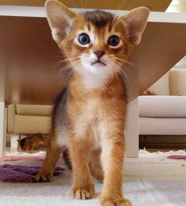 SAFKAN EBEVEYNLERDEN HER RENK HABEŞ KEDİSİ YAVRULAR