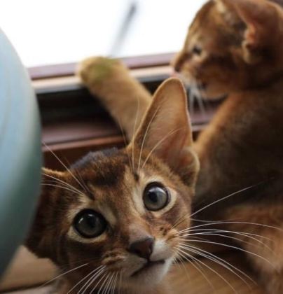 SAFKAN ANNE VE BABALARIMIZDAN MÜKEMMEL HABEŞ KEDİLERİ