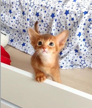 SAFKAN EBEVEYNLERDEN HER RENK HABEŞ KEDİSİ YAVRULAR