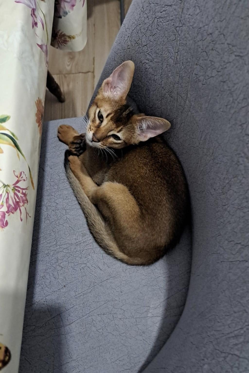 HABEŞ KEDİSİ YENİ YUVASINI ARIYOR