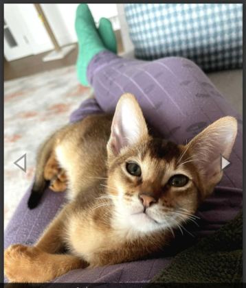 HABEŞ KEDİSİ YENİ YUVASINI ARIYOR