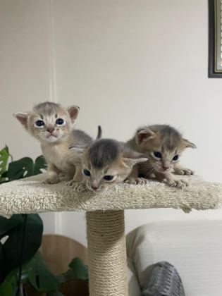 SAFKAN HABEŞ BEBEKLERİ - ÖZEL RENK BLUE