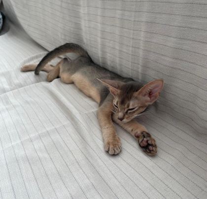 ŞECERELİ ANNE BABADAN SAFKAN BLUE HABEŞ YAVRUSU