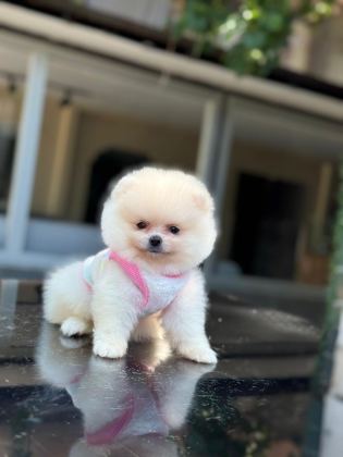 SAĞLIK VE IRK GARANTİLİ POMERANİAN BOO