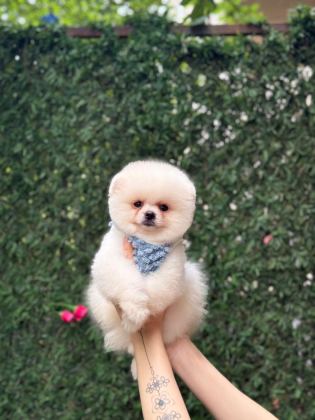 SAĞLIK VE IRK GARANTİLİ POMERANİAN KÖPEĞİ