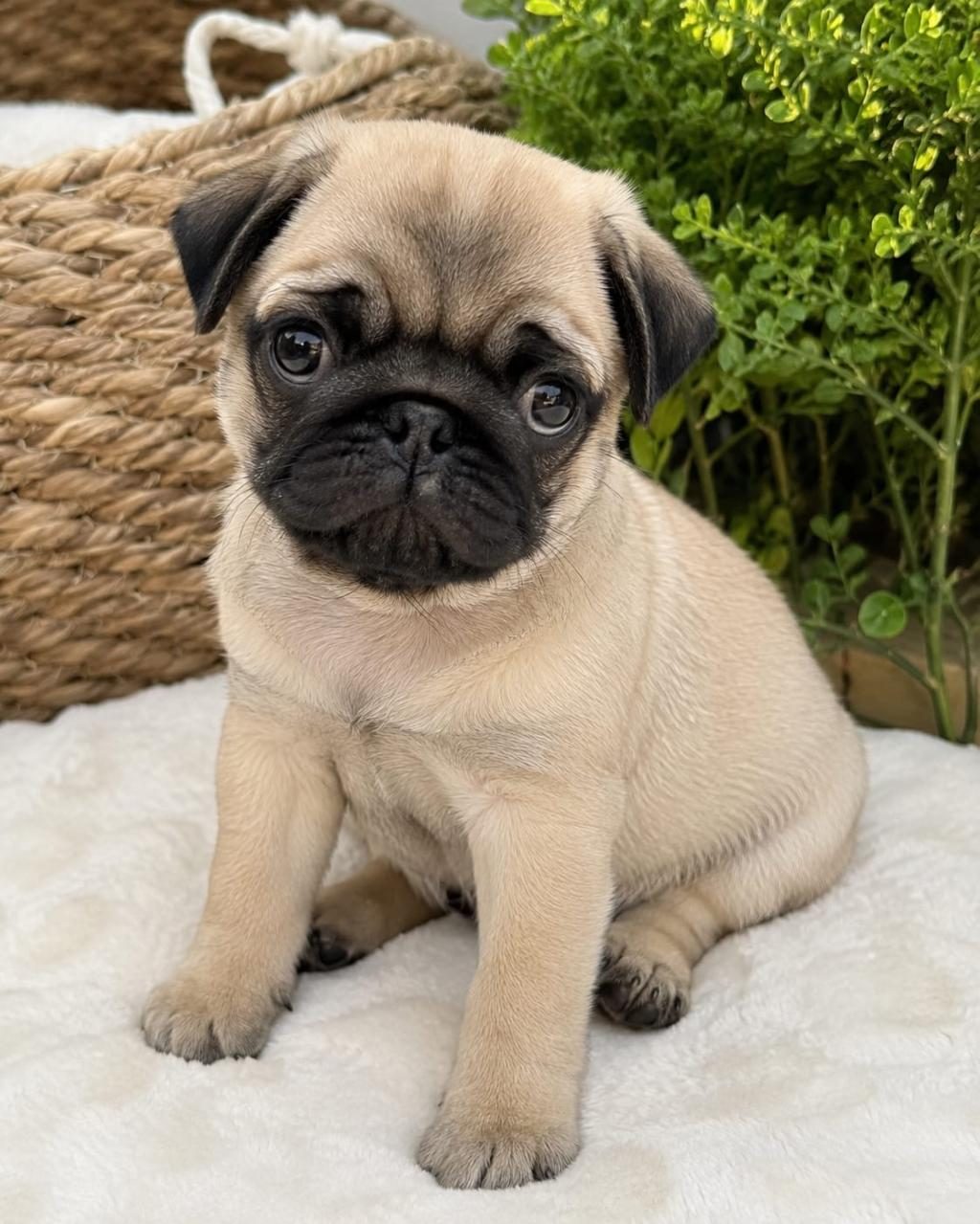 SAĞLIKLI PUG BEBEK