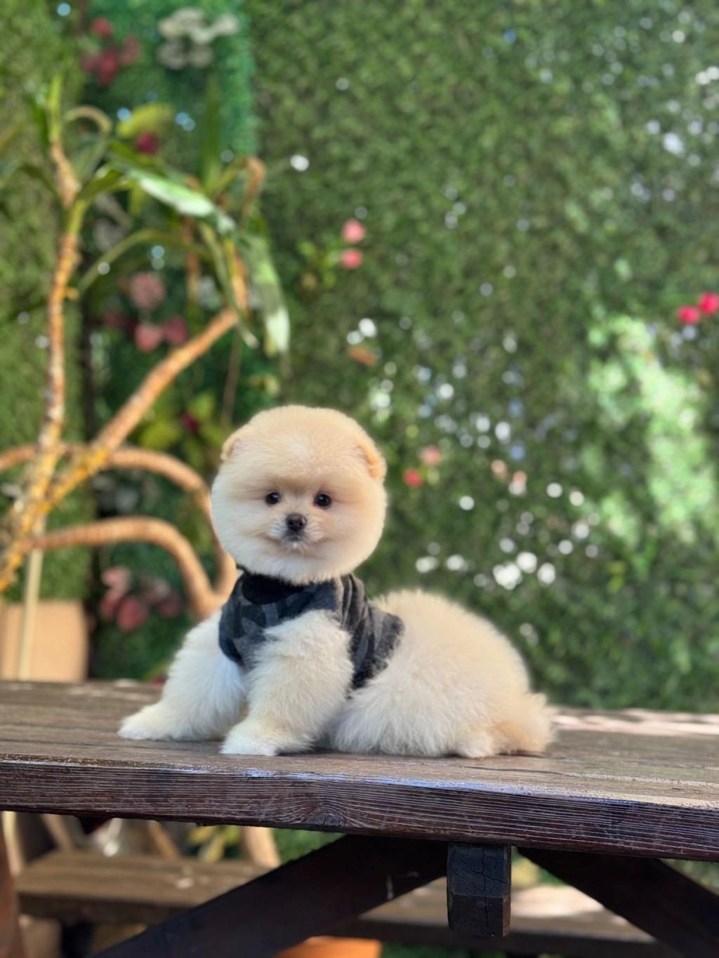 SAĞLIK VE IRK GARANTİLİ POMERANİAN KÖPEĞİ