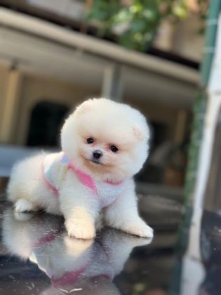 SAĞLIK VE IRK GARANTİLİ POMERANİAN BOO