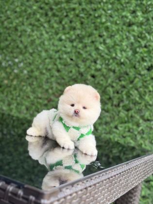 SAĞLIK VE IRK GARANTİLİ POMERANİAN KÖPEKLER