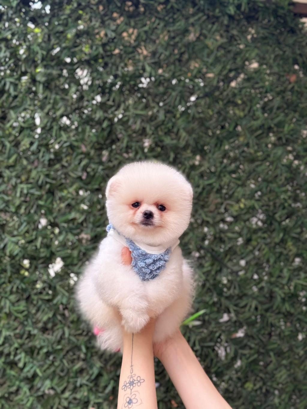 SAĞLIK VE IRK GARANTİLİ POMERANİAN KÖPEĞİ