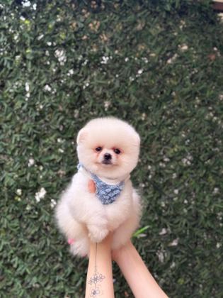 SAĞLIK VE IRK GARANTİLİ POMERANİAN KÖPEĞİ