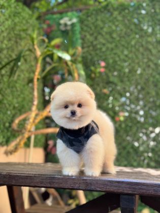 SAĞLIK VE IRK GARANTİLİ POMERANİAN KÖPEĞİ