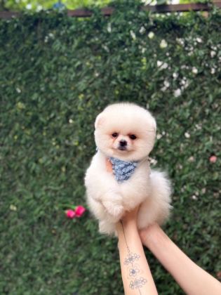 SAĞLIK VE IRK GARANTİLİ POMERANİAN KÖPEĞİ