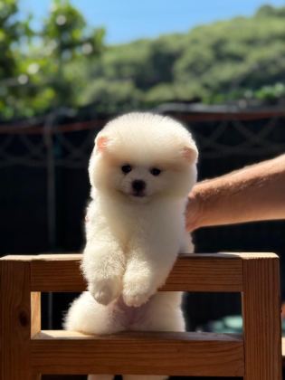 SAĞLIK VE IRK GARANTİLİ POMERANİAN KÖPEĞİ