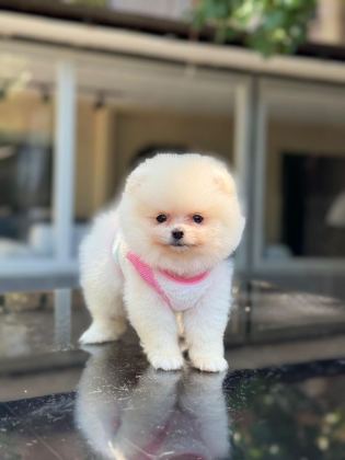SAĞLIK VE IRK GARANTİLİ POMERANİAN BOO
