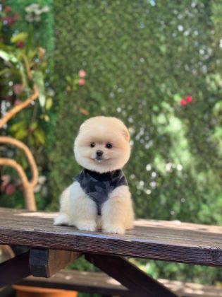 SAĞLIK VE IRK GARANTİLİ POMERANİAN KÖPEĞİ