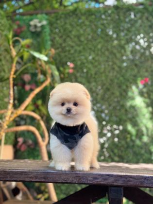 SAĞLIK VE IRK GARANTİLİ POMERANİAN KÖPEĞİ