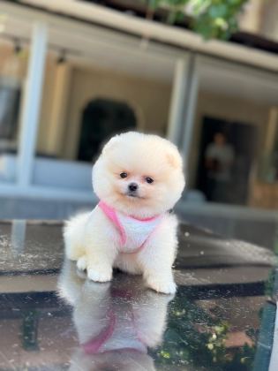 SAĞLIK VE IRK GARANTİLİ POMERANİAN BOO