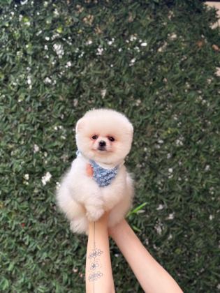 SAĞLIK VE IRK GARANTİLİ POMERANİAN KÖPEĞİ