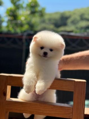 SAĞLIK VE IRK GARANTİLİ POMERANİAN KÖPEĞİ