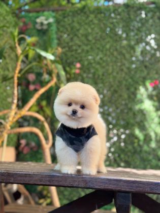 SAĞLIK VE IRK GARANTİLİ POMERANİAN KÖPEĞİ
