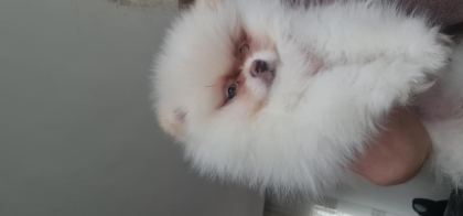 SHOW KALİTE POMERANİAN BOO