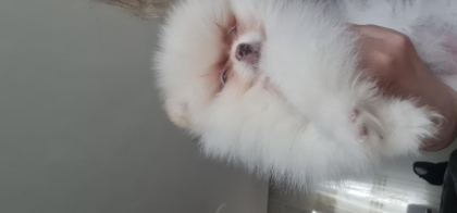SHOW KALİTE POMERANİAN BOO