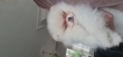 SHOW KALİTE POMERANİAN BOO