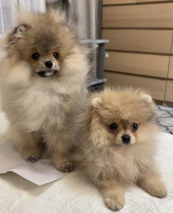 POMERANİAN BOO YAVRULARIM