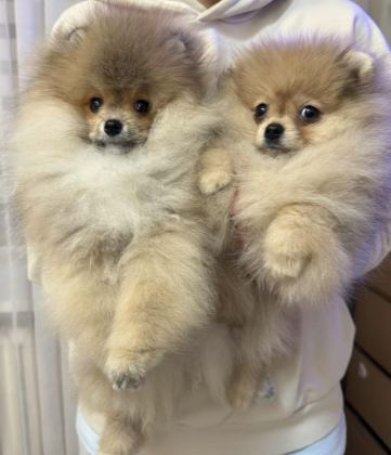 POMERANİAN BOO YAVRULARIM