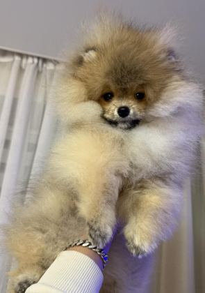 POMERANİAN BOO YAVRULARIM